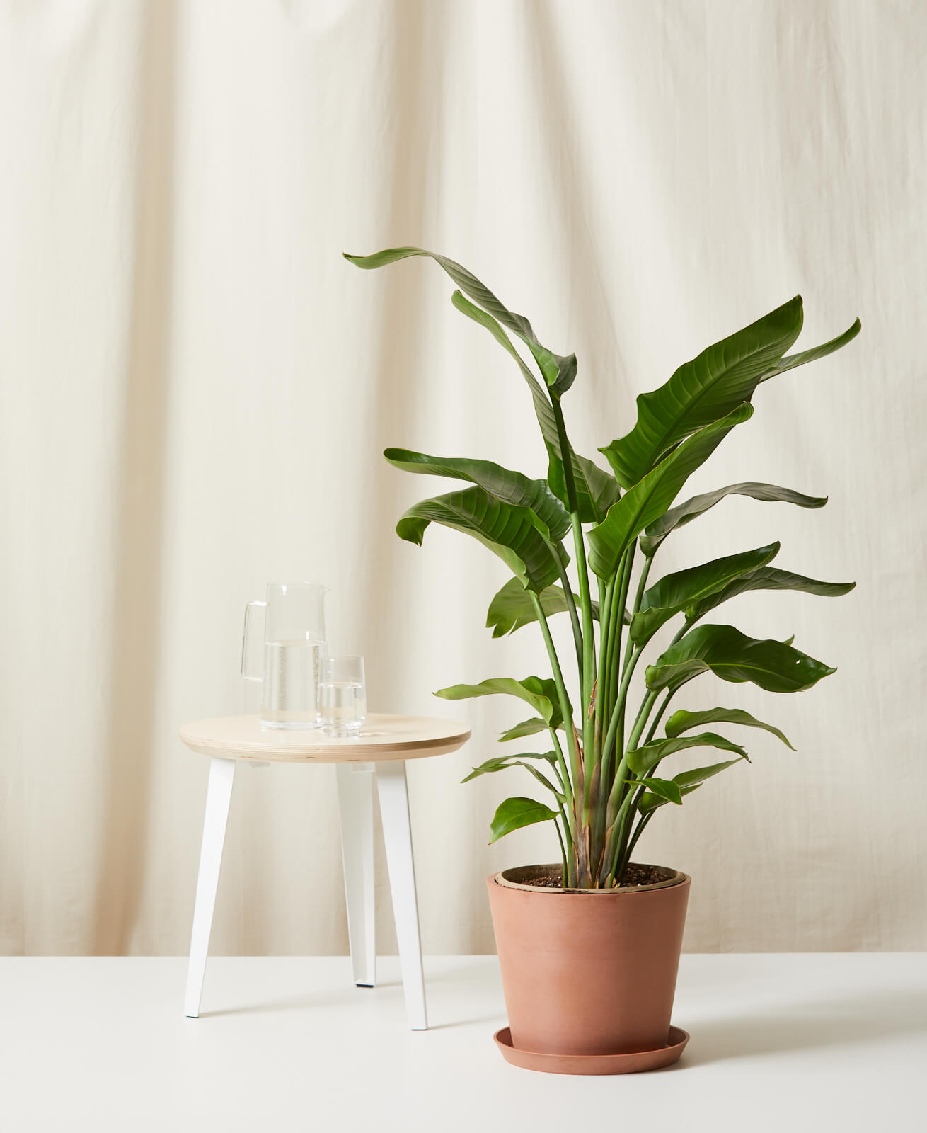 bloomscape_bird-of-paradise_clay-1 bloomscape_bird-of-paradise_clay-1