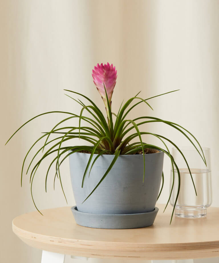 bloomscape_bromeliad-summer_small_slate-768x922 bloomscape_bromeliad-summer_small_slate-768x922