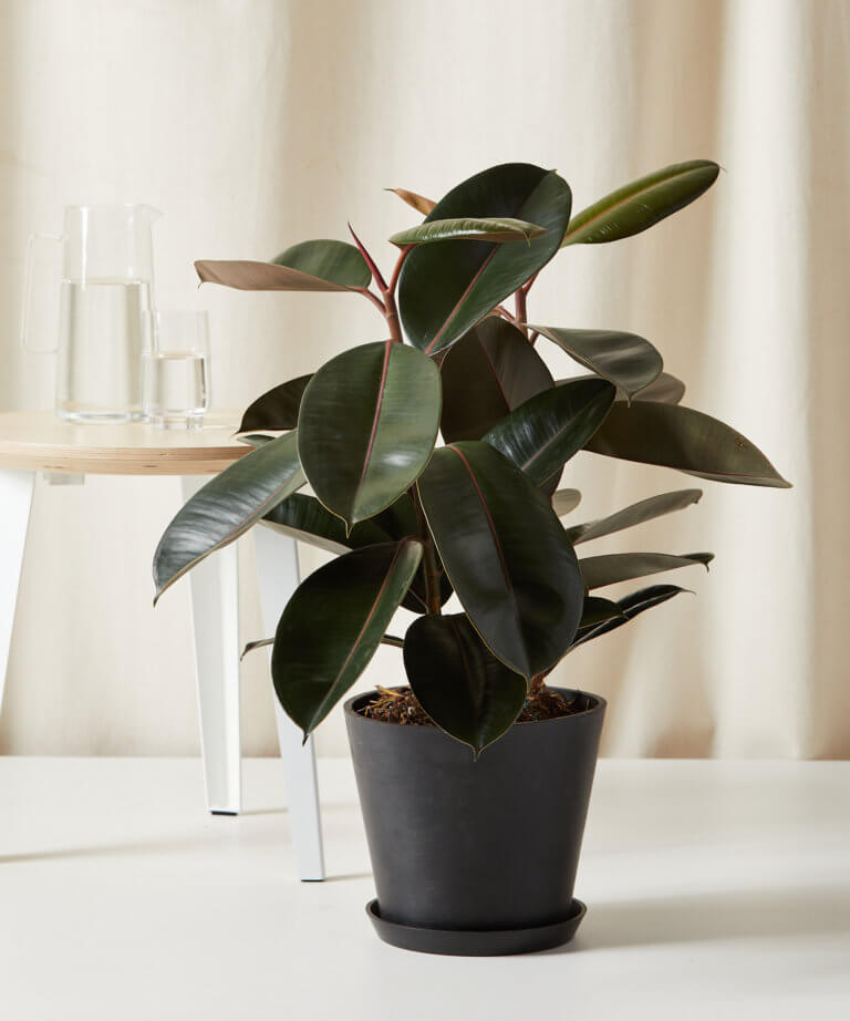 bloomscape_burgundy-rubber-tree_lg_charcoal-768x922 bloomscape_burgundy-rubber-tree_lg_charcoal-768x922