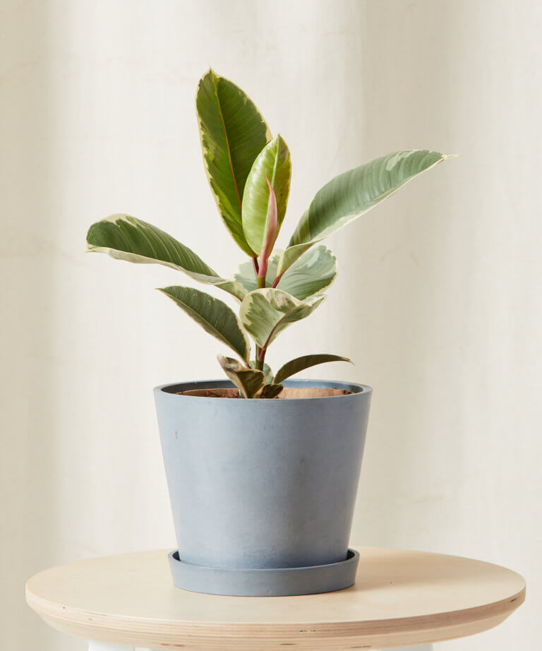 bloomscape_ficus-tineke_md_slate-768x922 bloomscape_ficus-tineke_md_slate-768x922
