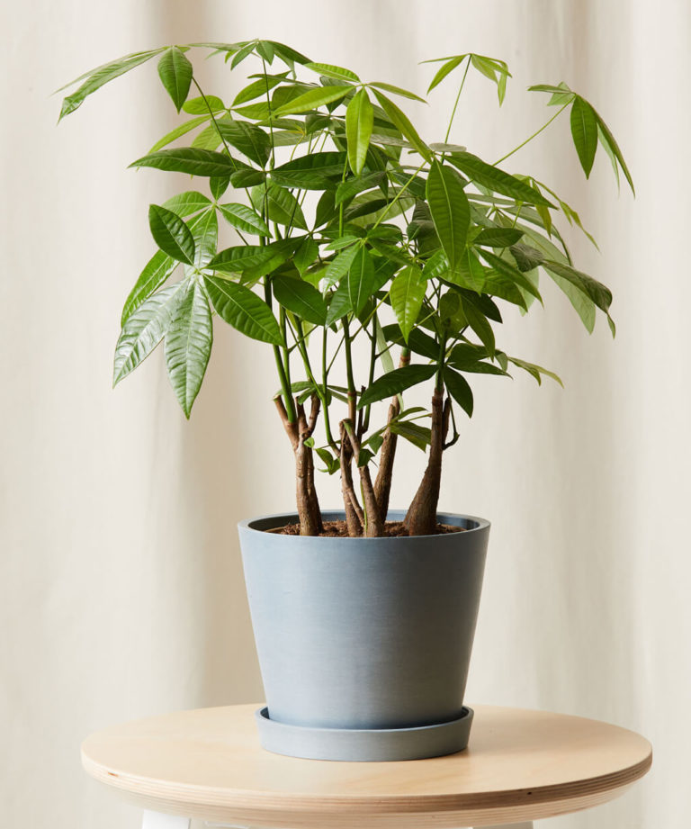 bloomscape_money-tree-forest_slate-e1667582169700-768x921 bloomscape_money-tree-forest_slate-e1667582169700-768x921