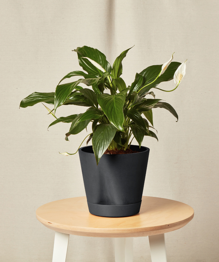 self-watering-charcoal-peace-lily (1) self-watering-charcoal-peace-lily (1)
